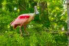 USA-Louisiana-Evangeline Parish Roseate spoonbill in breeding plumage Art Print
